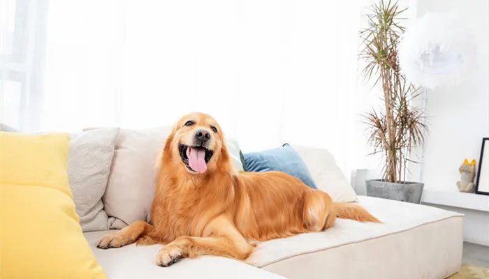 金毛犬价格多少钱一只 金毛犬大概多少一只