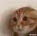 有没有搞笑的猫咪图片，分享一下？