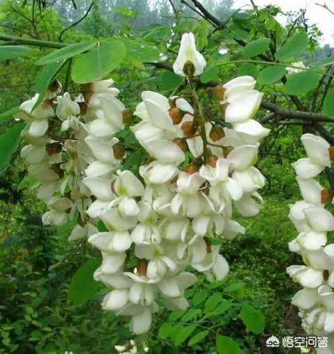 刺槐树有什么作用?