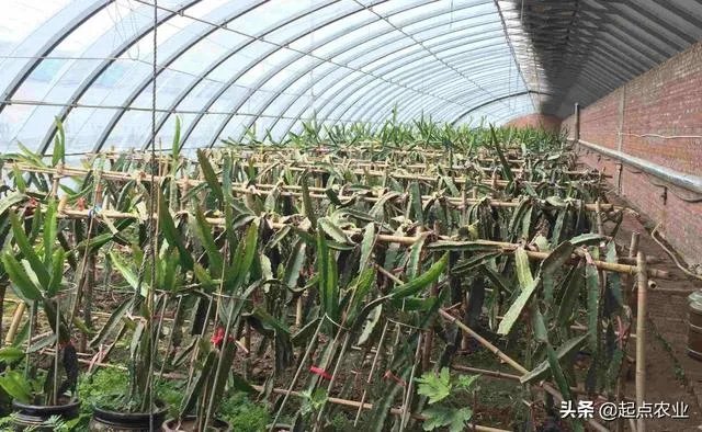 蔬菜大棚和蔬菜温室的区别是什么？