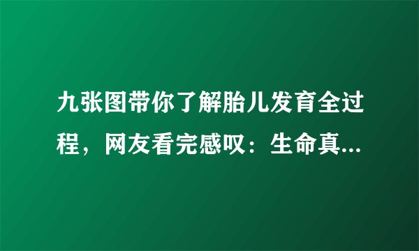 九张图带你了解胎儿发育全过程，网友看完感叹：生命真的太神奇了