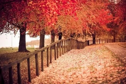 树叶贴画作品图片大全