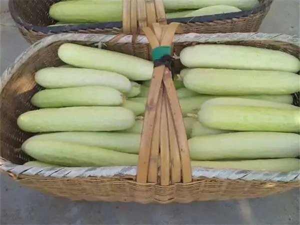 白黄瓜病虫害该怎么样处理？