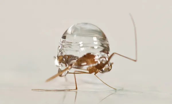 为什么下雨天时蚊子不会被雨滴砸死？蚊子会躲避下雨天吗？