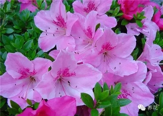 你知道中国百里杜鹃花都在哪里吗？