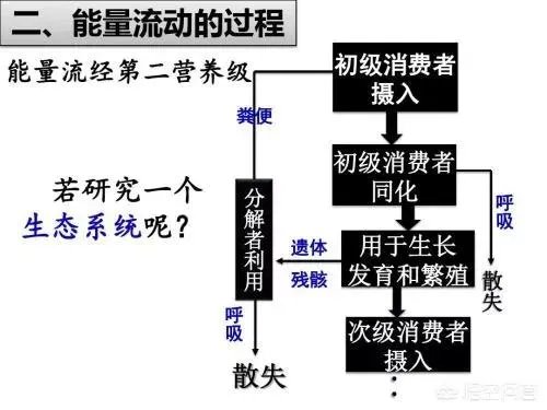 生态系统中的能量流动和转化是否遵循能量守恒定律？为什么？
