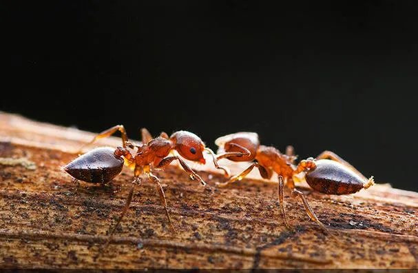 世界十大繁衍能力最强动物：翻车鲀鱼当仁不让，拔得头筹 