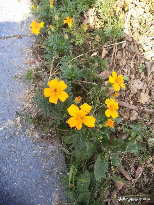 大丈夫剧情分集介绍?