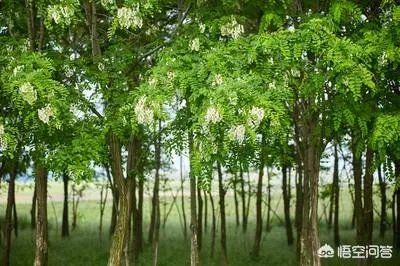 刺槐树有什么作用?