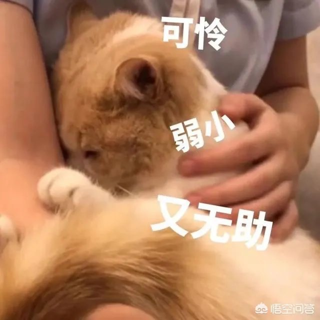 有没有搞笑的猫咪图片，分享一下？