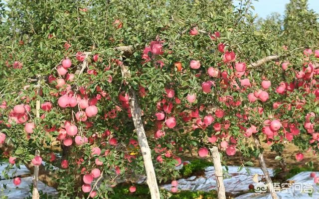 果树新品种是如何培育出来的?