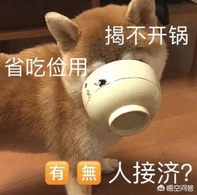 有没有搞笑的猫咪图片，分享一下？