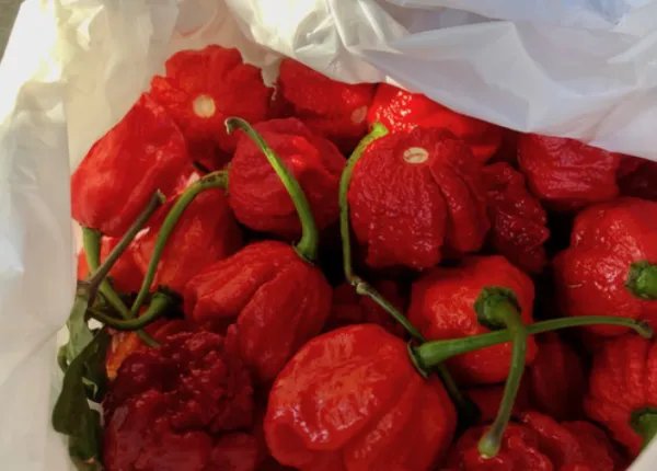 吃卡罗来纳死神是什么感觉?