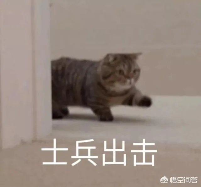 有没有搞笑的猫咪图片，分享一下？