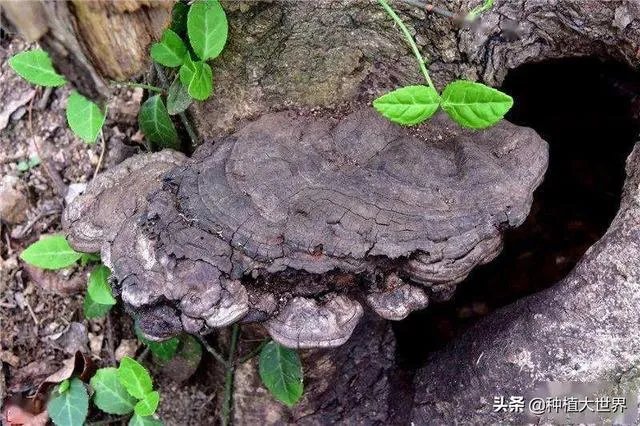 野生药材一定比种植药材好吗?