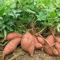 怎么做农产品推广?