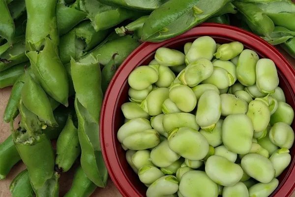 蚕豆煮多长时间会熟 新鲜蚕豆怎么保存