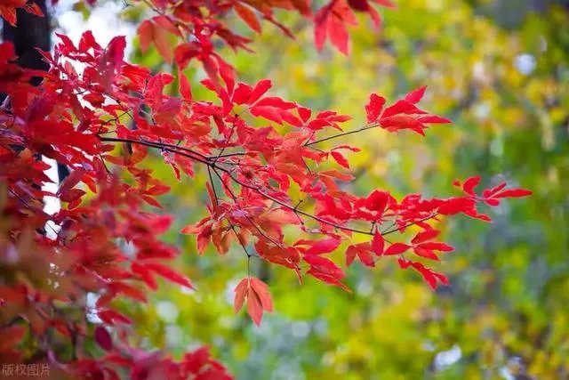 金色枫叶代表什么意思