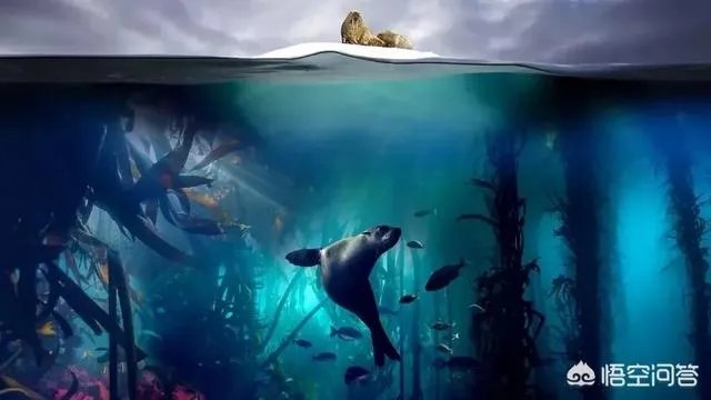 纪录片《蓝色星球》讲了什么？好看吗？