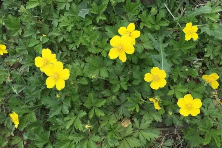 五皮草中药图片