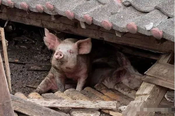 汶川地震存活的猪坚强已瘦骨嶙峋，他目前的日常生活是怎样的？