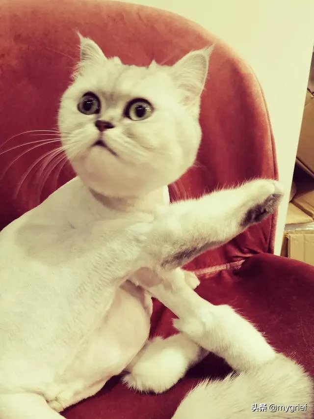 有没有搞笑的猫咪图片，分享一下？