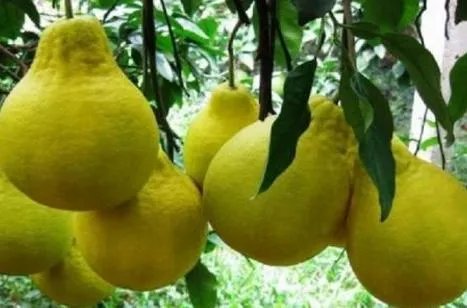 桂林地区的沙田柚和广东梅州沙田柚的区别在哪些地方？口味那个好点？