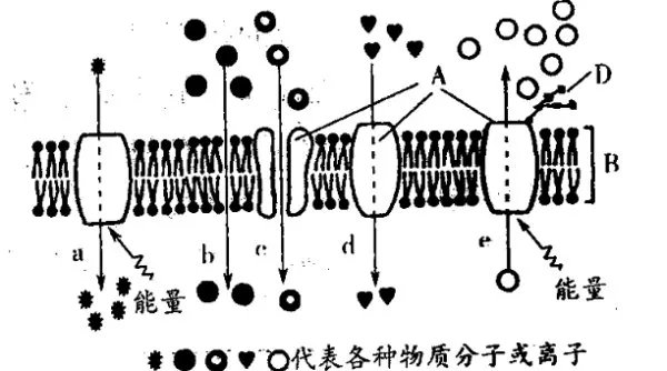 物质跨膜运输的实例
