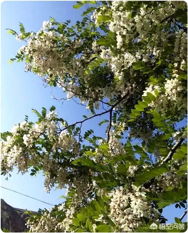 刺槐树有什么作用?