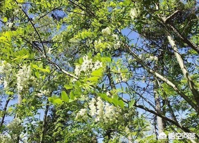 刺槐树有什么作用?