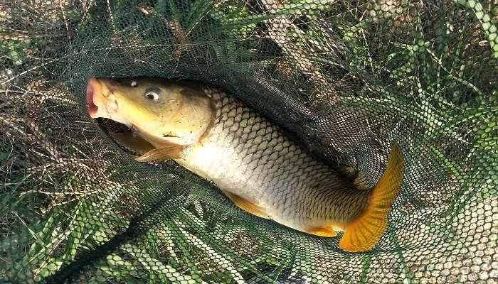 钓草鱼用什么打窝 钓草鱼用什么打窝好