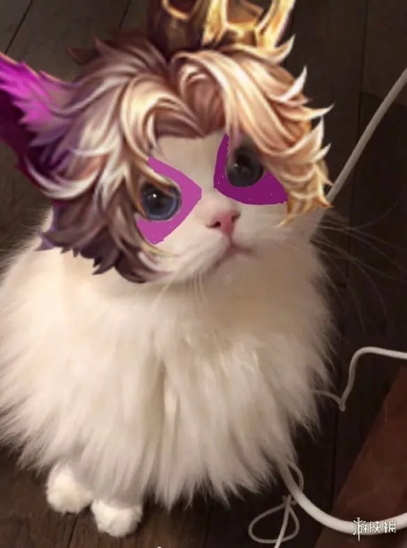 《王者荣耀》猫咪接头头像最新 猫咪头像大全