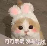 有没有搞笑的猫咪图片，分享一下？