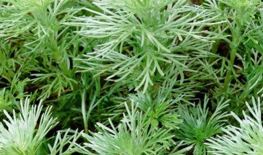 银蒿长什么样子?都有哪些形态特征呢?