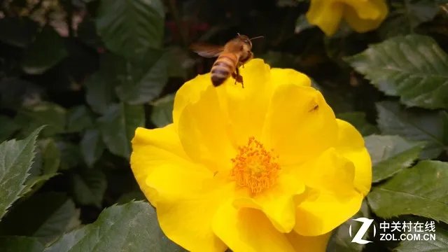 DC基因+1600万极致影像 联想VIBE Shot评测