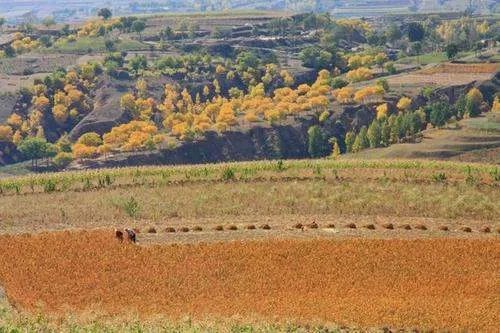 甘肃敦煌防护林被毁调查结果出炉，目前的情况如何？