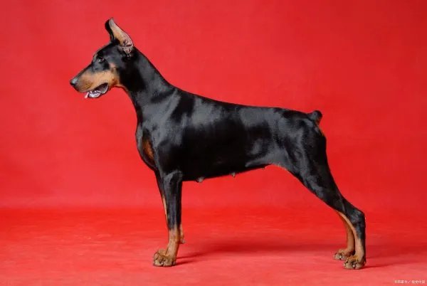 杜宾犬来自德国，而且它们的气质非常的高贵，杜宾犬和罗威纳哪个好？