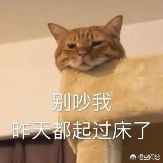有没有搞笑的猫咪图片，分享一下？