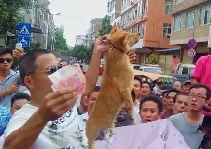 刷爆朋友圈两只鹅的故事，大结局已经揭晓！