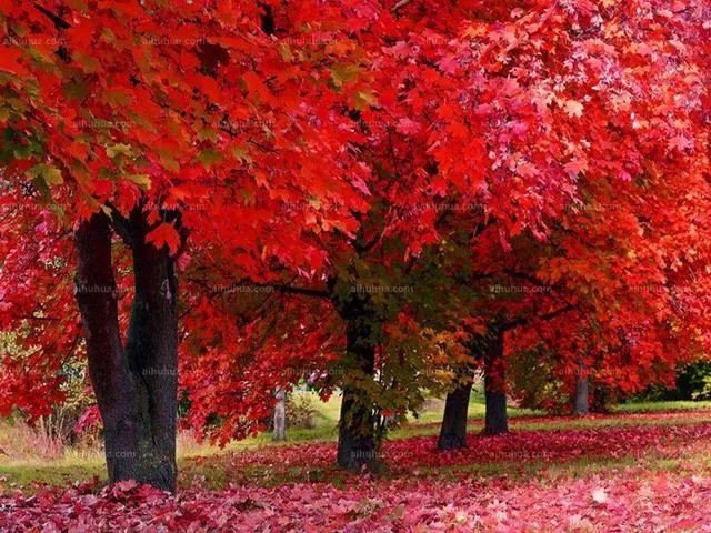 金色枫叶代表什么意思