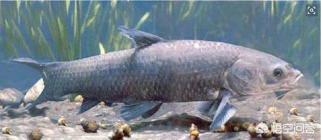 为什么很多农村集市上卖青鱼的都喜欢在鱼箱里撒一把瓜子？