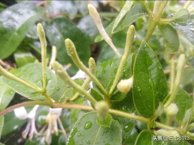 野生药材一定比种植药材好吗?