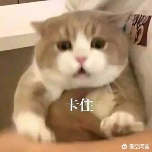 有没有搞笑的猫咪图片，分享一下？