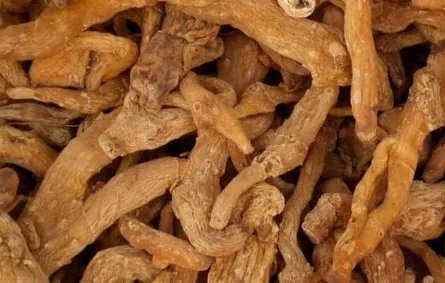 常见种植中药材