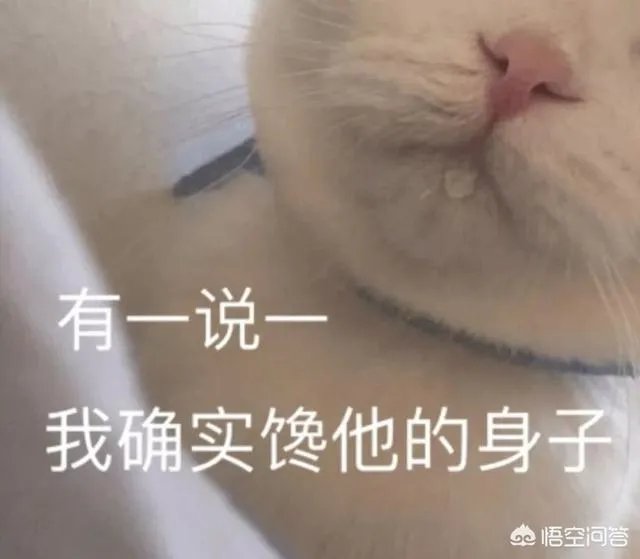 有没有搞笑的猫咪图片，分享一下？
