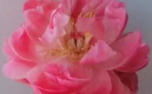 99枝蓝色妖姬玫瑰花语