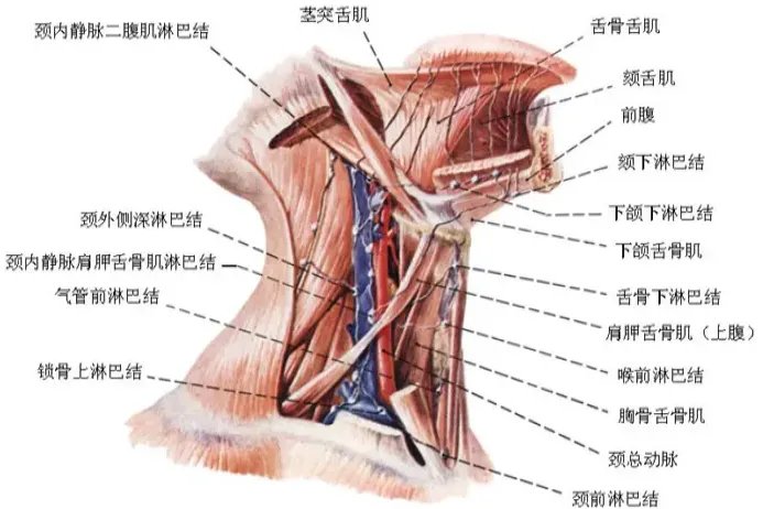 脖子各个器官的位置示意图