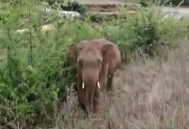 云南离群独象掉队12公里是怎么回事 云南离群独象掉队12公里具体情况