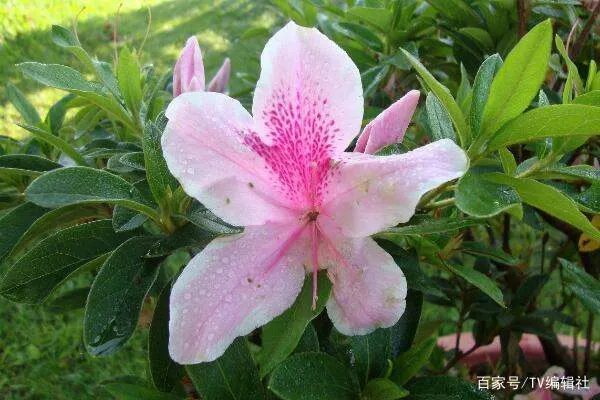 杜鹃花夏天怎么养呢?