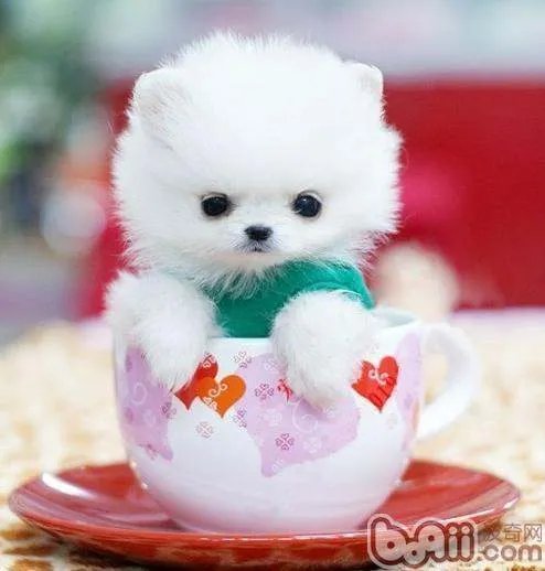 茶杯犬 图片